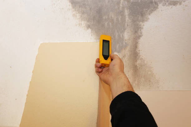 Mold Odor Removal Services